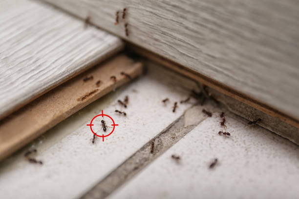Best Commercial Pest Control Services  in Myrtle Grove, FL
