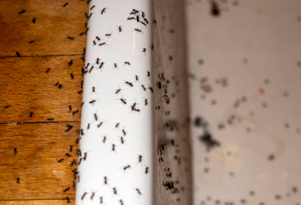 Best Wasp Removal Services  in Myrtle Grove, FL