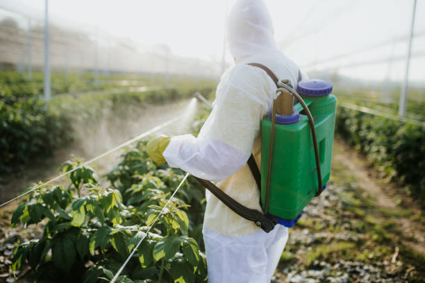 Best Termite Control Services  in Myrtle Grove, FL